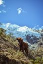 Brown Cow on Mountains near Alpines