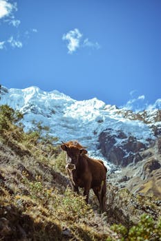 A solitary brown cow grazes with the snow-capped Andes in the backdrop, under a clear blue sky.