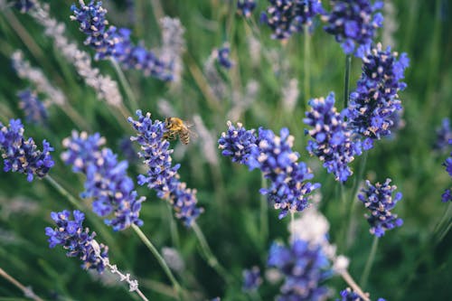 
A Bee Pollinating Lavender Flowers