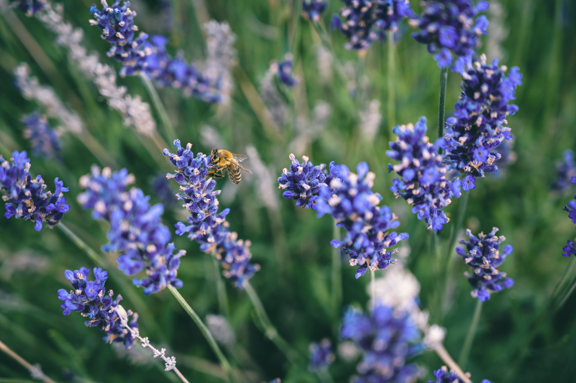 A Bee Pollinating Lavender Flowers