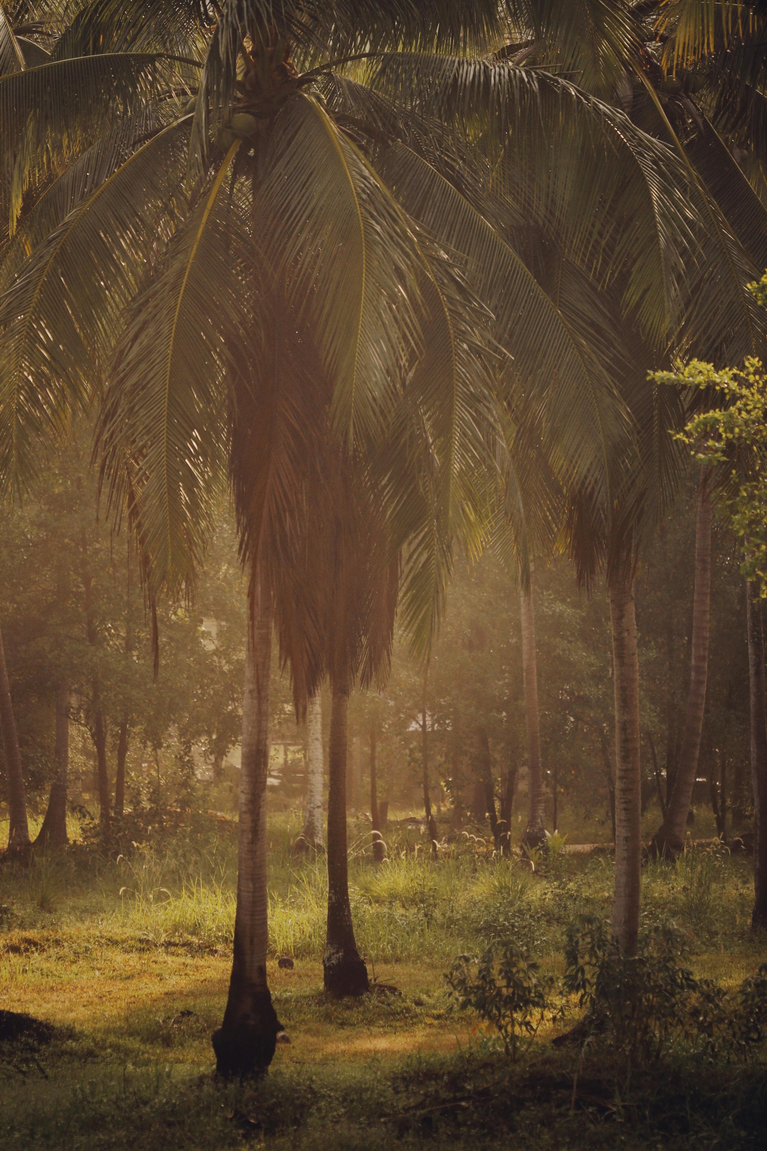 A tranquil coconut grove captured at sunset, showcasing natural beauty and lush greenery.