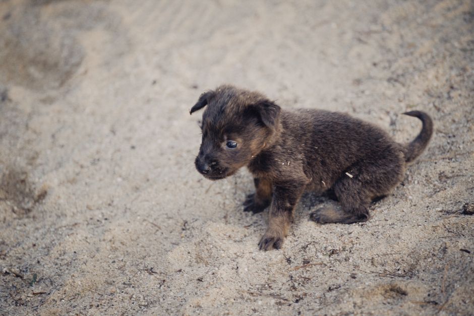 Fotomural Encantador primer plano de un pequeño cachorro sentado en la arena, exudando inocencia y curiosidad.