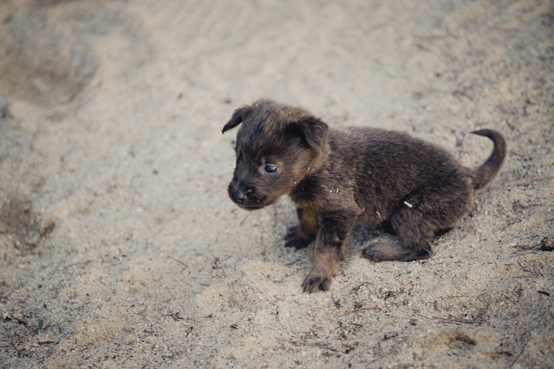 A Close-Up Shot of a Black Puppy