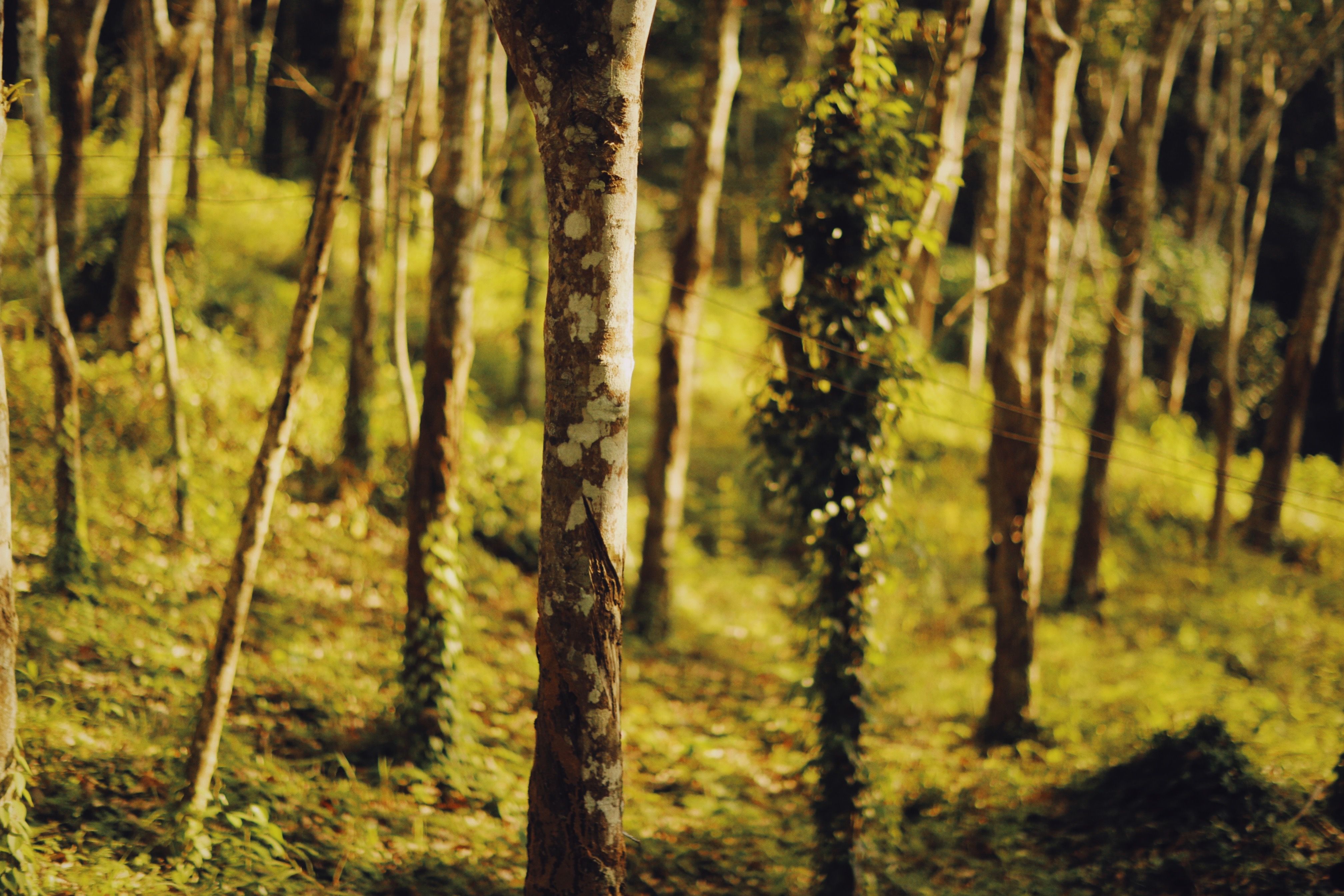 Sunlight filtering through a lush forest with tall tree trunks covered in climbing vines.