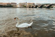 A serene swan gliding through the Vltava River with Prague's historic architecture in the background.