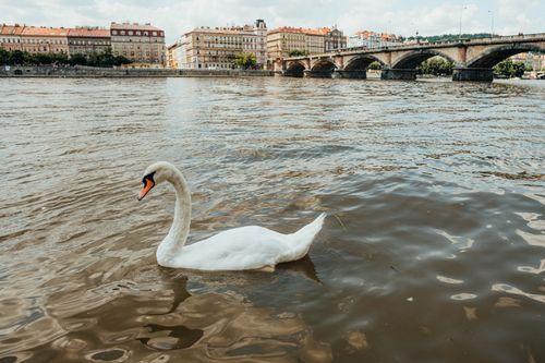 Free A serene swan gliding through the Vltava River with Prague's historic architecture in the background. Stock Photo