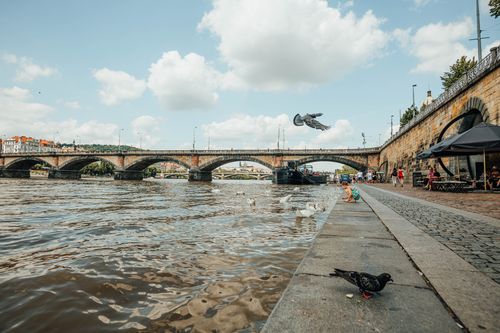 Free Scenic view of Vltava River by a Prague bridge with swans and pigeons on a bright day. Stock Photo