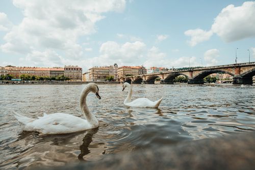 Free Beautiful white swans swimming on Vltava River with Prague's iconic bridge in the background. Stock Photo
