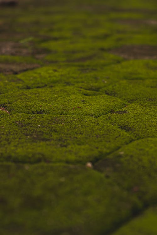 Moss on a Pavement 