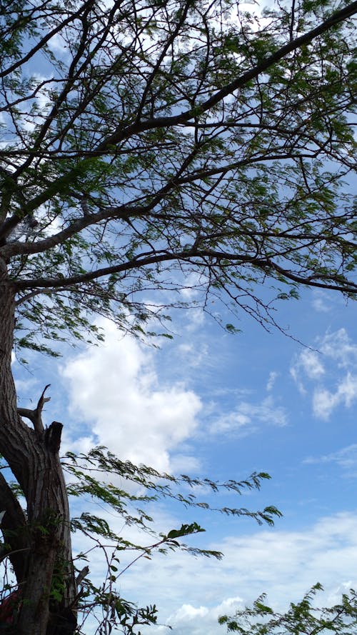 Free stock photo of blue sky, shadow tree, sky