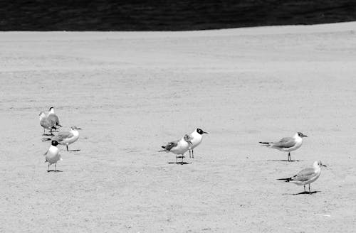 Grayscale Photograph of Seagulls on the Sand
