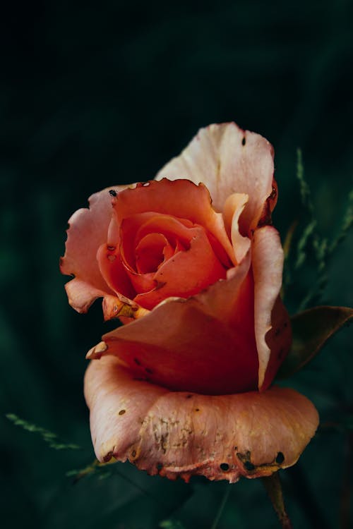 Fotografía En Primer Plano De Flor Rosa Rosa