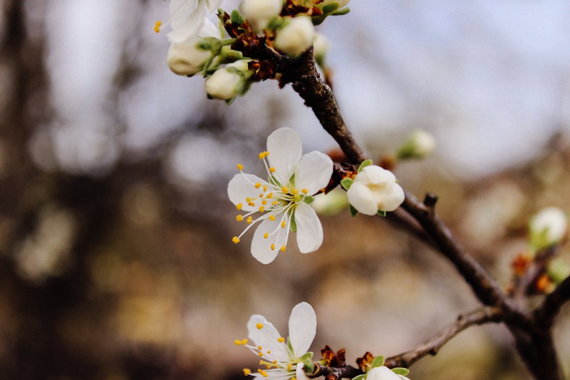 Selectieve Aandacht Fotografie Cherry Blossom Flowers