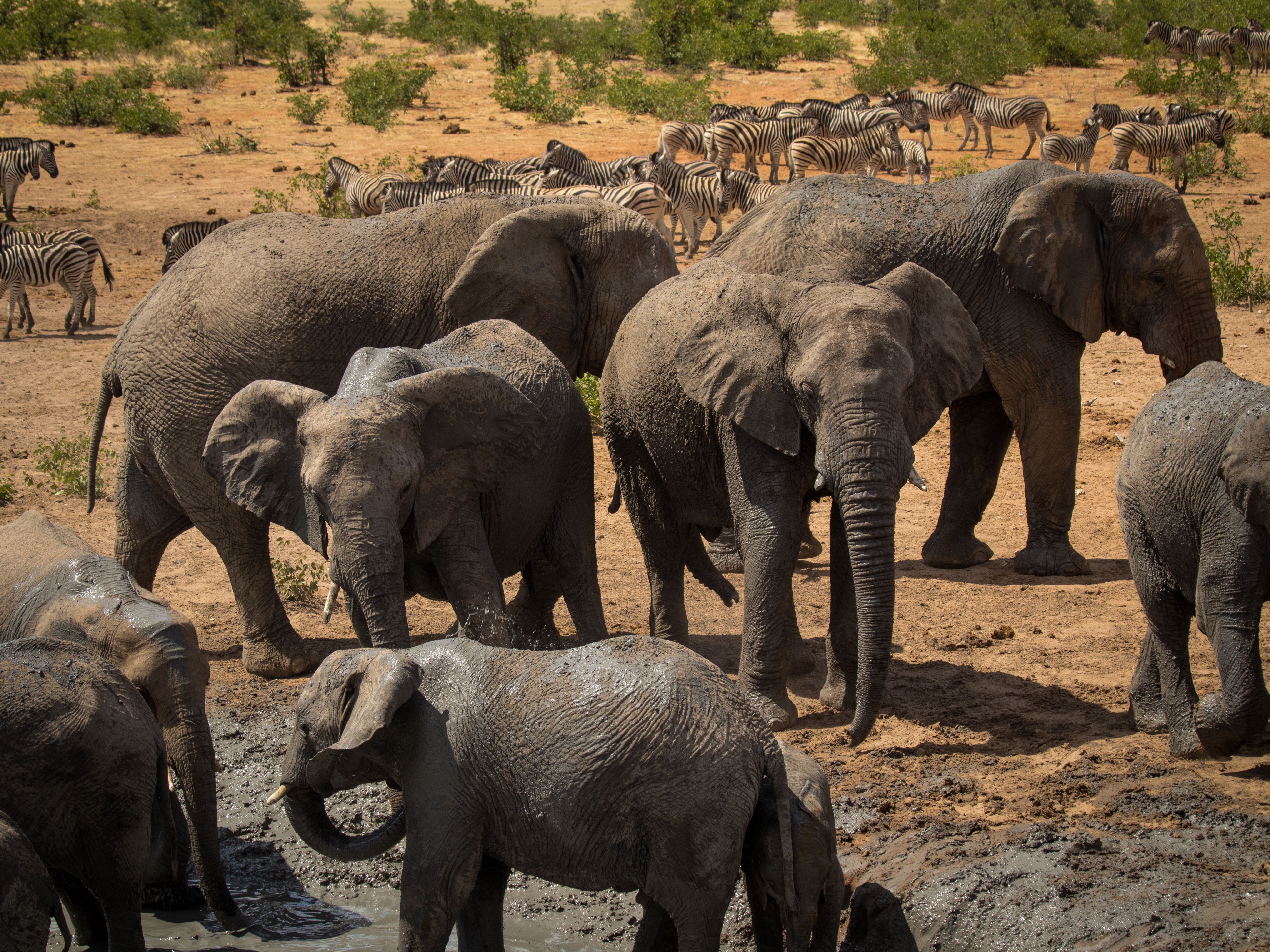Herd of African elephants and zebras gathered at a watering hole in Namibia.