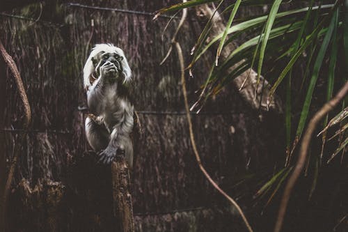 Foto Des Schwarzen Und Grauen Primaten, Der Vor Der Braunen Holzoberfläche Steht