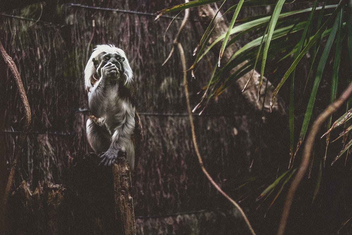 Foto De Um Primata Preto E Cinza Em Frente A Uma Superfície De Madeira Marrom