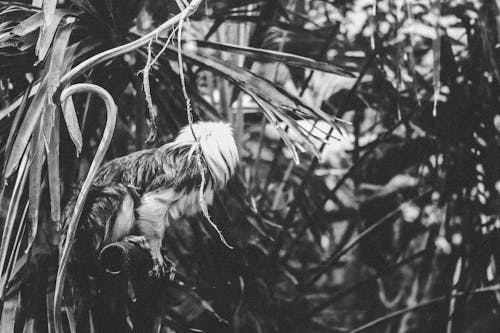 Grayscale Photography of Animal Perching on Metal Near Plants