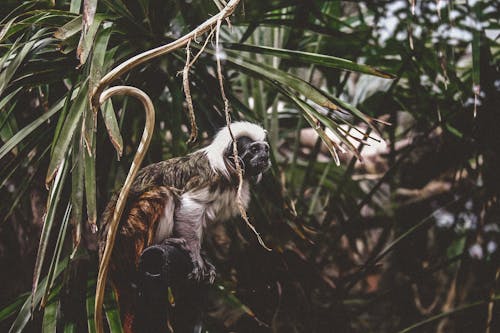 Selective Focus Photography of Monkey on Trees