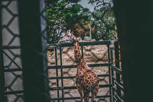 Giraffe on Black Metal Cage