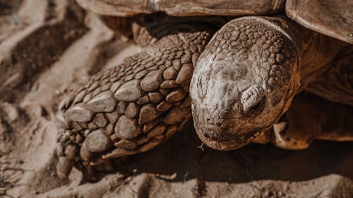 Close-Up Shot of a Desert Tortoise on the Sand
