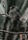 Close-up of a Streaky Headed Seedeater