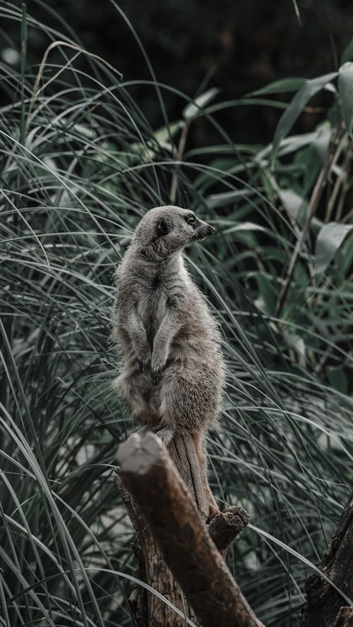 Close Up Shot of a Meerkat