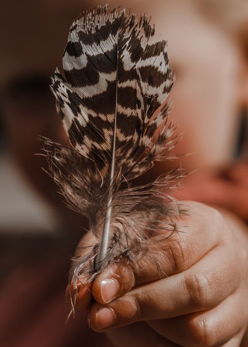 Free A detailed close-up image of a hand holding a beautifully patterned feather, showcasing intricate details and textures. Stock Photo