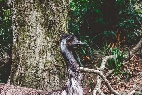 Gray Short-beaked Animal on Forest