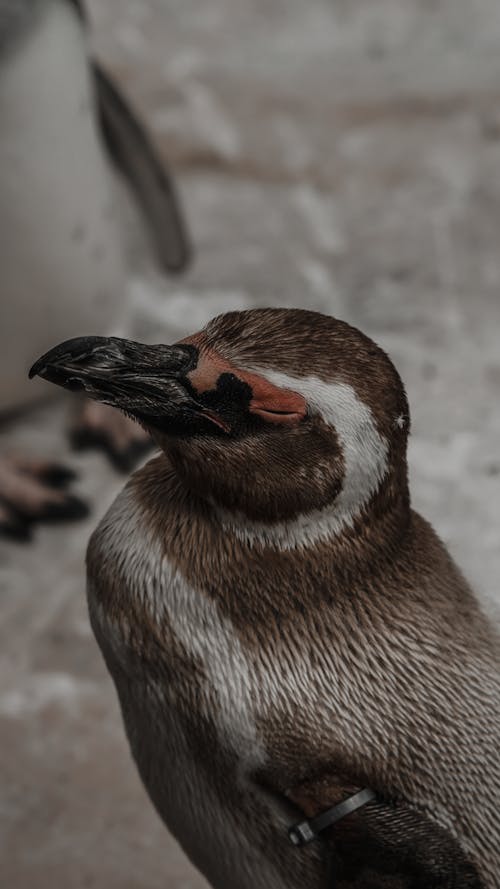 bezplatná Základová fotografie zdarma na téma detail, magellanský tučňák, pták Základová fotografie