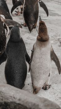 penguin photo