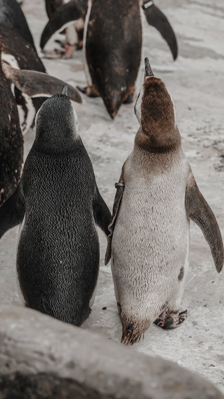 Penguins Walking Together