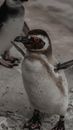 White and Black Penguin on Brown Sand