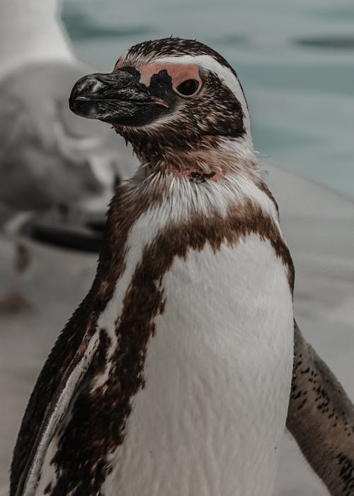 Close Up Photography Of An African Penguin