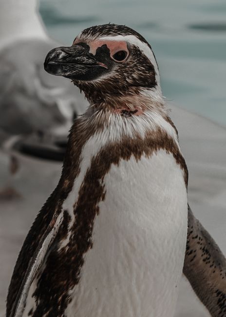 Detailed close-up photography of an African penguin showcasing unique features.