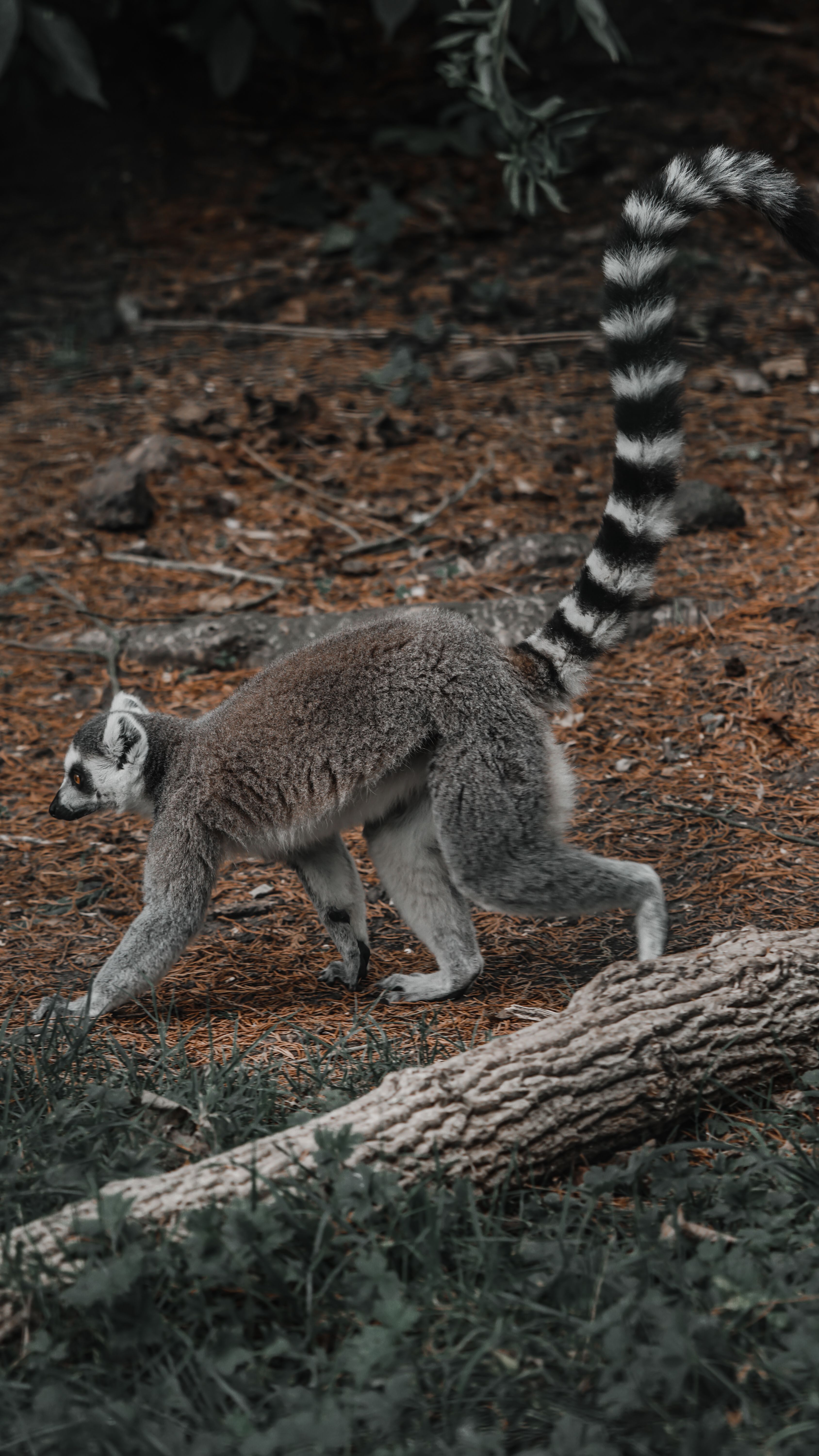Fotomural Fotolia