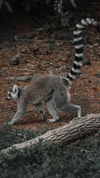 A ring-tailed lemur strolling through a forest setting, showcasing its distinctive striped tail.