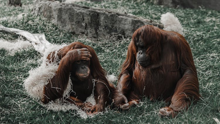 Orangutans Sitting On Grass