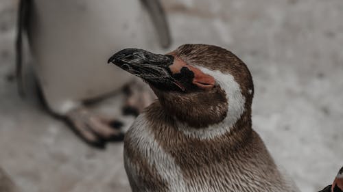 bezplatná Základová fotografie zdarma na téma detail, magellanský tučňák, pták Základová fotografie