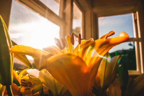 Free Shallow Focus of Yellow Flowers Stock Photo