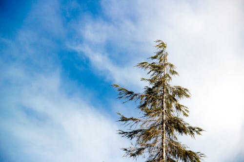 Imagine de stoc gratuită din arbore, cel mai înalt, cer