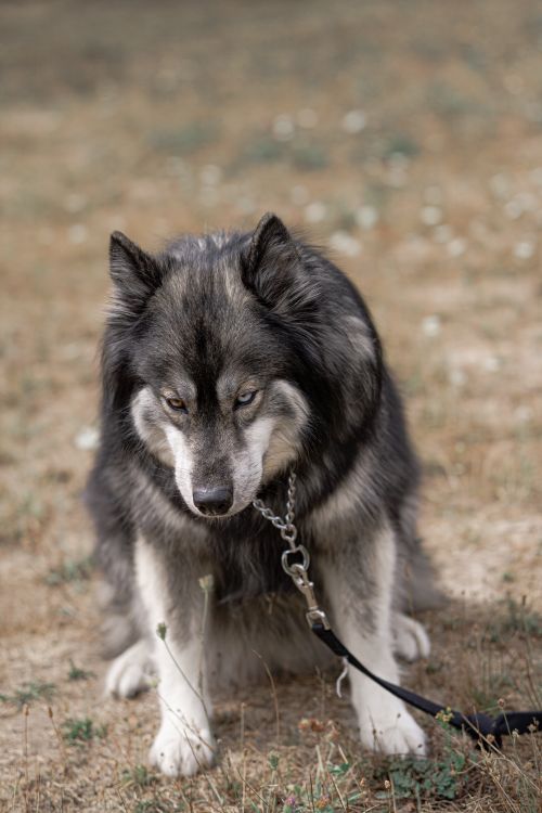 Free A close-up of an Alaskan Malamute dog sitting on grass with a leash outdoors. Stock Photo