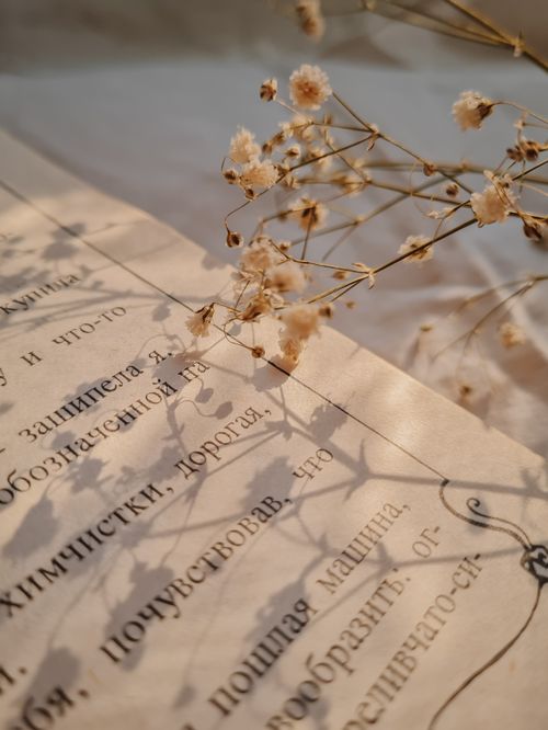 Free Gypsophila flowers casting shadows on an open book page, exuding a calming, vintage vibe. Stock Photo