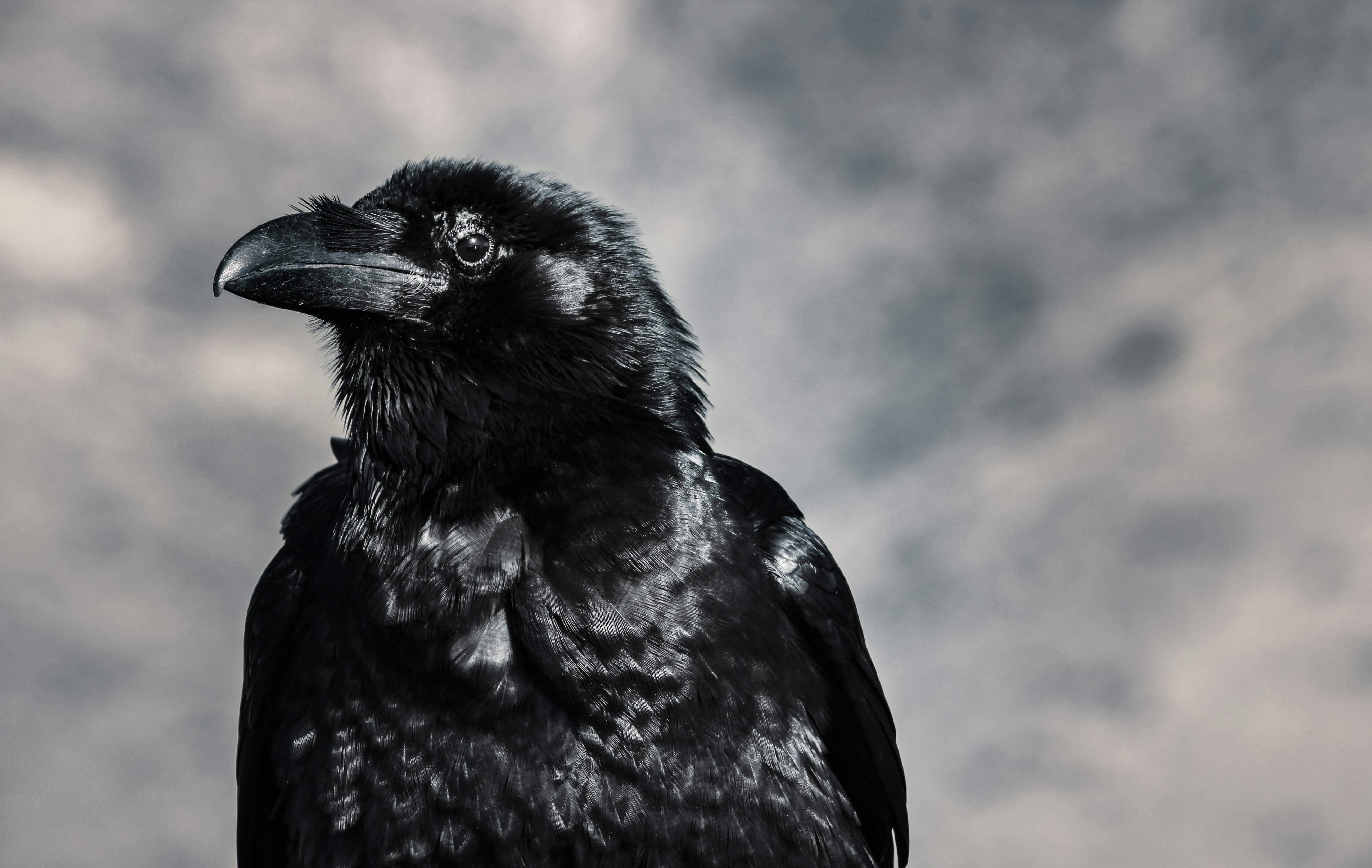 Crows wallpaper deals