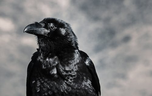 Selective Focus Photograph of Black Crow