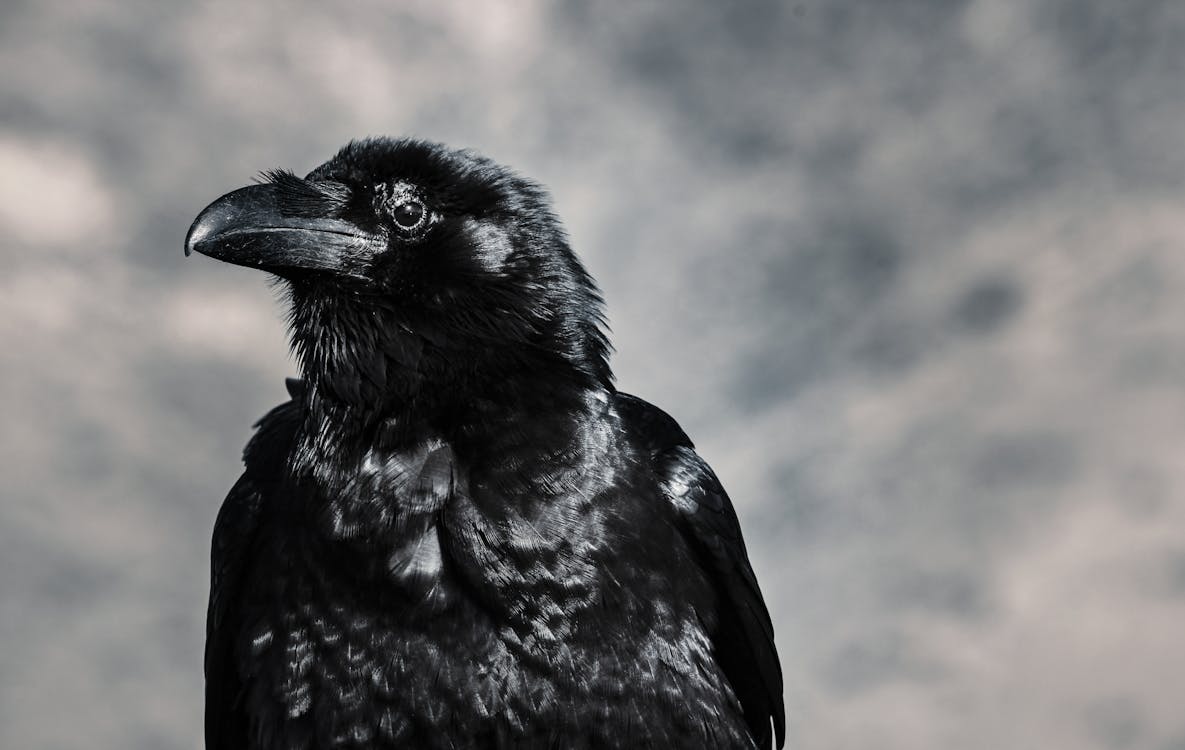a crow in the clouds