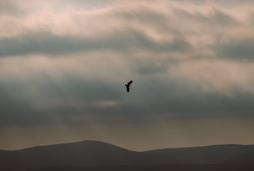 Silhouette of a Bird Flying in the Sky
