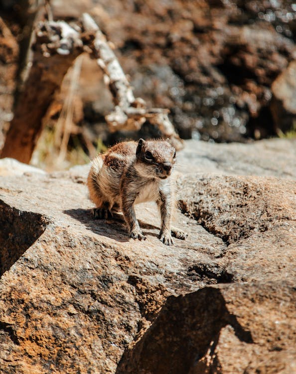 Eichhörnchen Auf Felsen