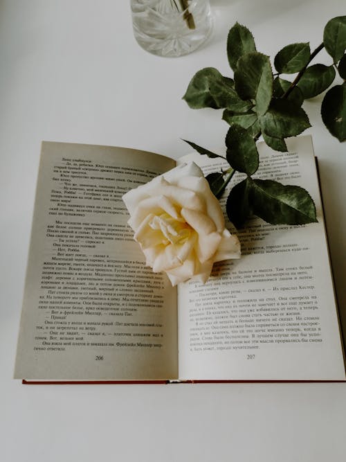 Free White Rose on a Book Stock Photo