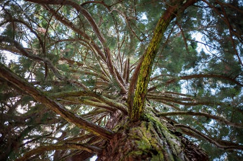 Low Angle Shot of a Green Tree