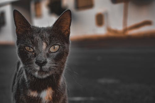 Free stock photo of black cat, cat, cat eyes